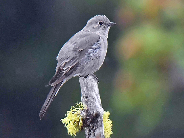 Townsend's Solitaire Photo by Alan Lenk